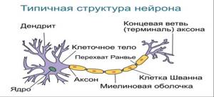 Что представляет собой невринома?