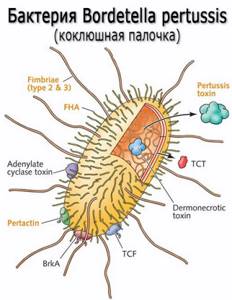 Причины коклюша. Возбудитель коклюша – бактерии Bordetella pertussis (коклюшная палочка, бактерия Борде-Жангу)