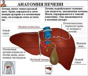Желудочно-кишечный тракт (ЖКТ) человека. Анатомия, строение, заболевания, симптомы, лечение