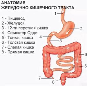 Желудочно-кишечный тракт (ЖКТ) человека. Анатомия, строение, заболевания, симптомы, лечение