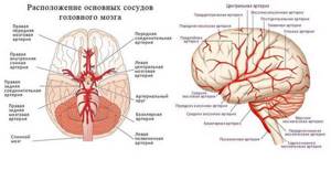 Расположение основных сосудов головного мозга