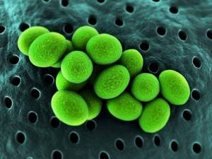 бактерия ураплазма