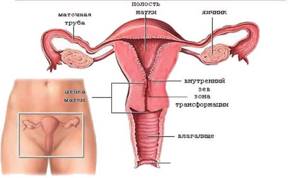 Строение внутренних половых органов у женщины
