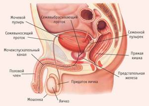 рисунок мочеполовой системы мужчины