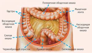 Болезни кишечника: причины, патогенез, симптомы
