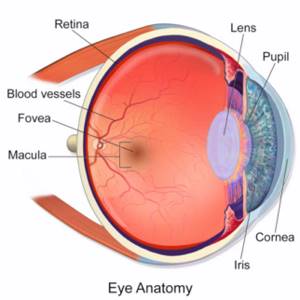 Что такое макулодистрофия сетчатки глаза? Лечение современными методами