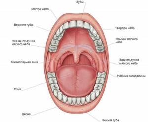 Диагностика, формы и лечение рака слизистой оболочки полости рта