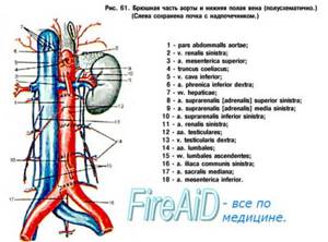 Анатомия: Парные висцеральные ветви: почечная артерия (a. renalis ...