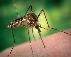 Укус комара - способ заражения человека гельминтами