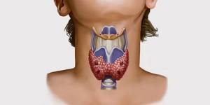 Расположение щитовидной железы.