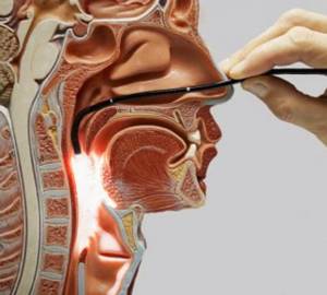 ФГДС (фиброгастродуоденоскопия) желудка: что это такое, как проходит обследование и что выявляет