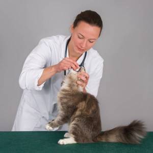Фосфалюгель для кошек — от изжоги и боли в желудке