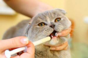 как дать таблетки кошке