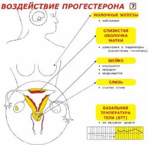 17 ОН-Прогестерон. Норма у женщин по возрасту, в фолликулярной фазе, беременных. Таблица