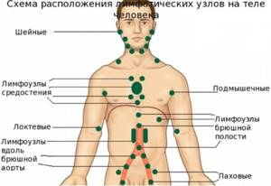 Лимфатические узлы на теле человека. Описание, атлас-схема, за что отвечают, как лечить