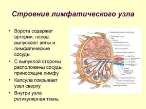 Строение лимфатического узла
