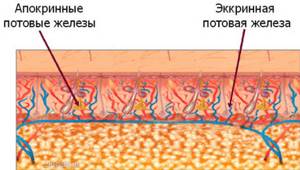 Апокринные и эккринновые потовые железы подмышек