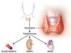 Токсическое воздействие избыточного тиреоидного гормона на организм