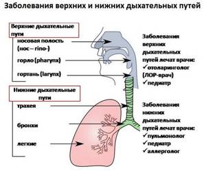 заболевания верхних и нижних дыхательных путей