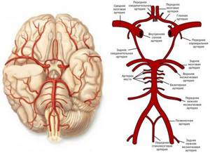 Передняя мозговая артерия и другие артерии внутри черепа