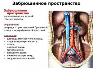 Изучаем строение человека: расположение внутренних органов