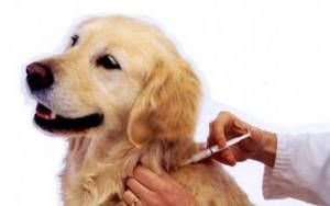 Прививка для собак