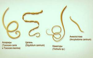 Разновидности паразитов обитающих в организме человека