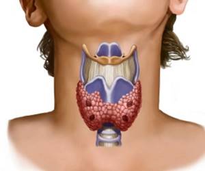 За что отвечает щитовидная железа?
