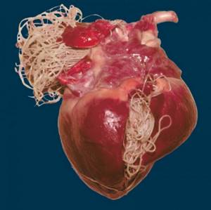 Сердечная мышца, оккупированная глистами