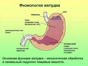 Физиология желудка