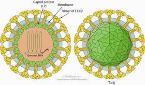 Строение вируса клещевого энцефалита