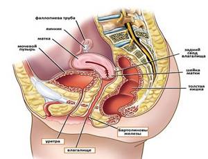 Когда лучше делать гинекологическое УЗИ: расшифровка и норма диагностики органов малого таза (ОМТ) и мочеполовой системы у женщин