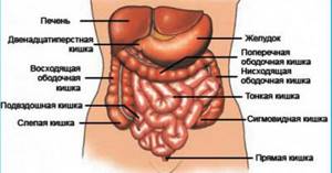 Колоноптоз кишечника — опущение поперечно-ободочной кишки в малый таз, симптомы, лечение, операция, механизм, ЛФК, гимнастика, упраженения