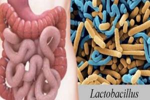 Laktobakterii-kishechnika