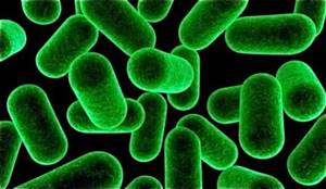 Лактобактерии для кишечника: продукты питания, препараты