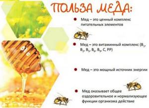 Какой мед полезен для печени и поджелудочной, его польза и влияние на орган.