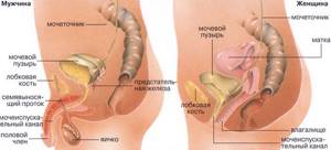 Из каких органов состоит мочеполовая система