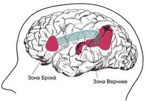 Мозговые центры речи