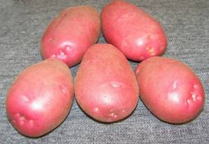 Картофель розовых сортов