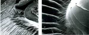 Растровая электронная микроскопия ресничного пояска, цилиарных отростков, цилиарной мышцы