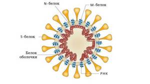 Структура коронавируса