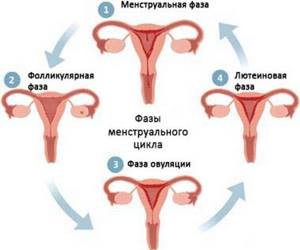 Фазы менструации