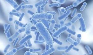Наличие в организме бактерий, вирусов и грибков является провоцирующим фактором для возникновения цистита