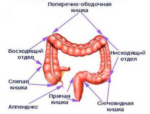 Схема отделов толстого кишечника