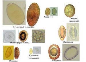 яйца гельминтов и их жизненный цикл