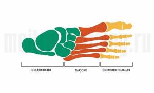 анатомия стопы