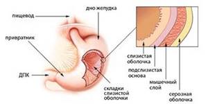 Переваривание пищевых веществ и их всасывание в разных отделах желудочно-кишечного тракта
