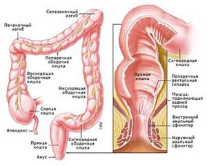 Переваривание пищевых веществ и их всасывание в разных отделах желудочно-кишечного тракта