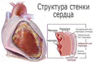 Структура стенок сердца