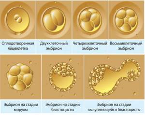 оплодотворение яйцеклетки